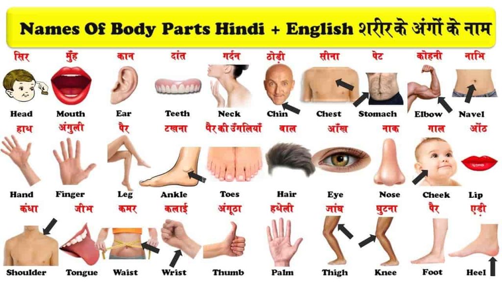 Parts of Body Name in Hindi