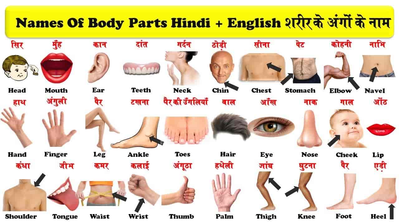 Internal Body Parts Name With Picture In English And Hindi 59 OFF
