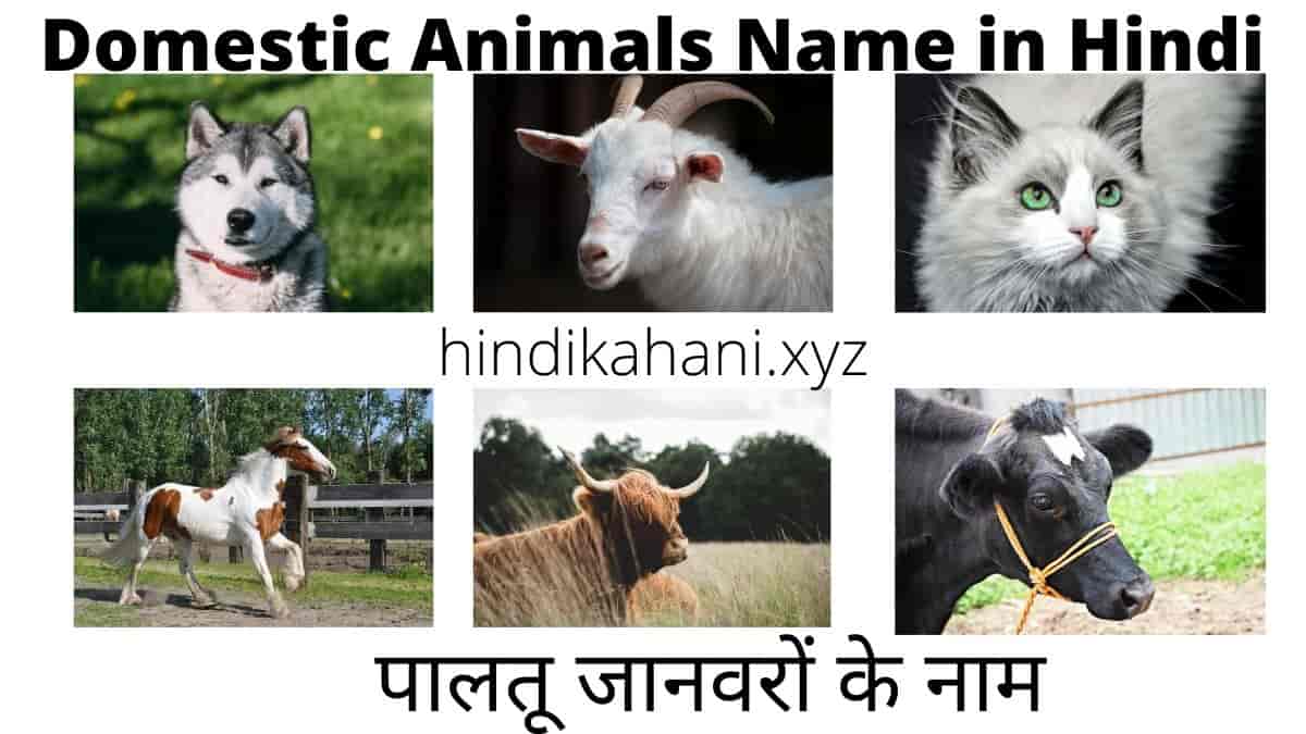 Domestic Animals Name In Hindi | पालतू जानवरों के नाम | Hindi Kahani