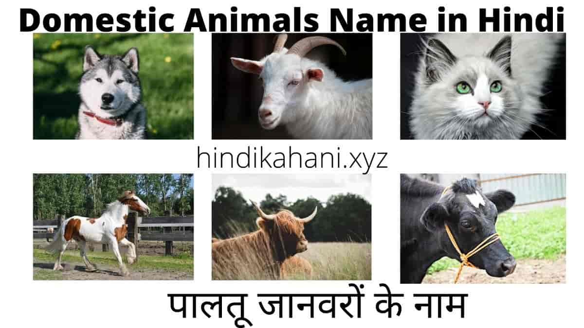 Domestic Animals Name In Hindi | पालतू जानवरों के नाम | Hindi Kahani Domestic Animals Name In Hindi | पालतू जानवरों के नाम | Hindi Kahani