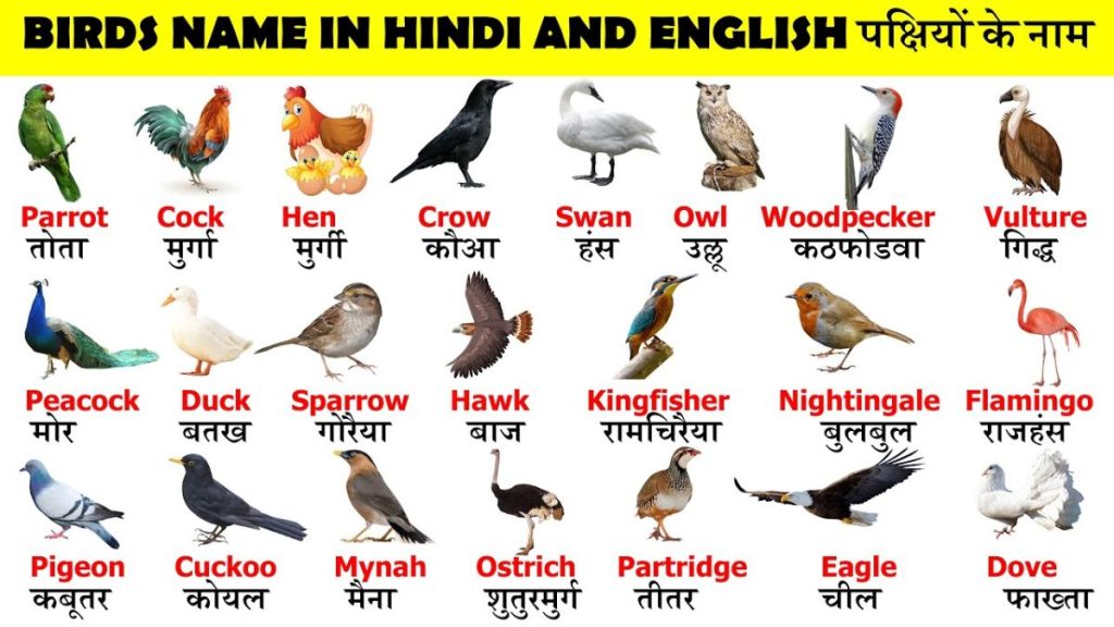 Birds Name in Hindi