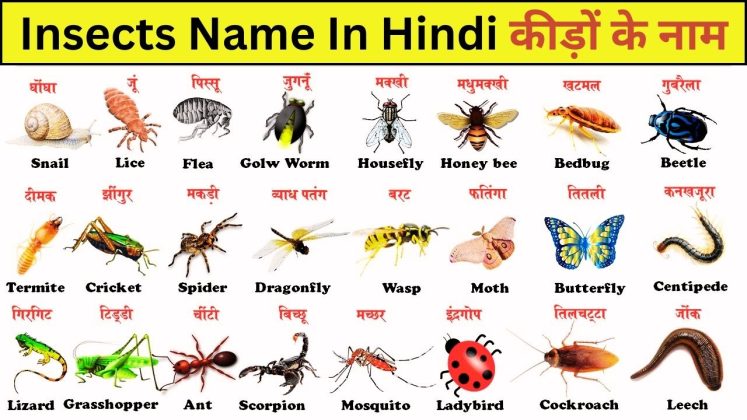 50 Insects Name In Hindi And English | कीड़ों के नाम | Hindi Kahani