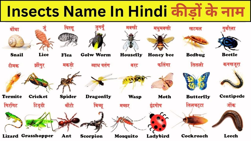 Insects Name In Hindi And English कीड़ों के नाम