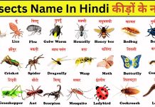 50 Insects Name In Hindi And English | कीड़ों के नाम Insects Name In Hindi And English कीड़ों के नाम