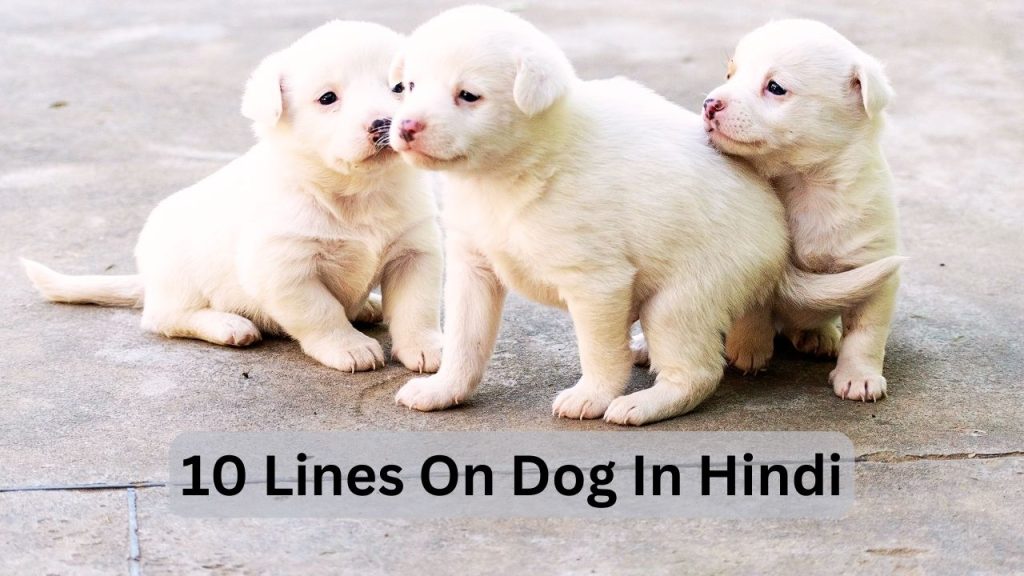 10 Lines On Dog In Hindi